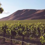 Best Foodie Experiences in the Clare Valley