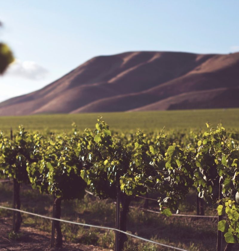 victorian winery